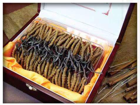 临颍冬虫夏草回收